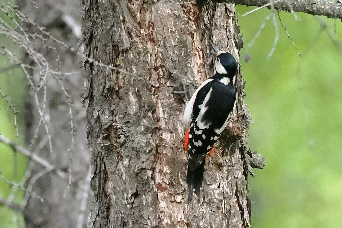 アカゲラ - ML638448947