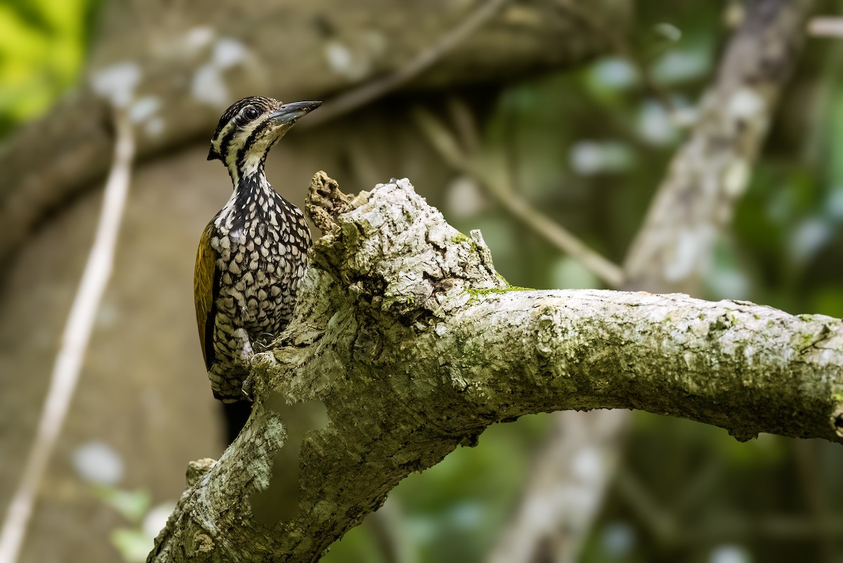 Common Flameback - ML638448971