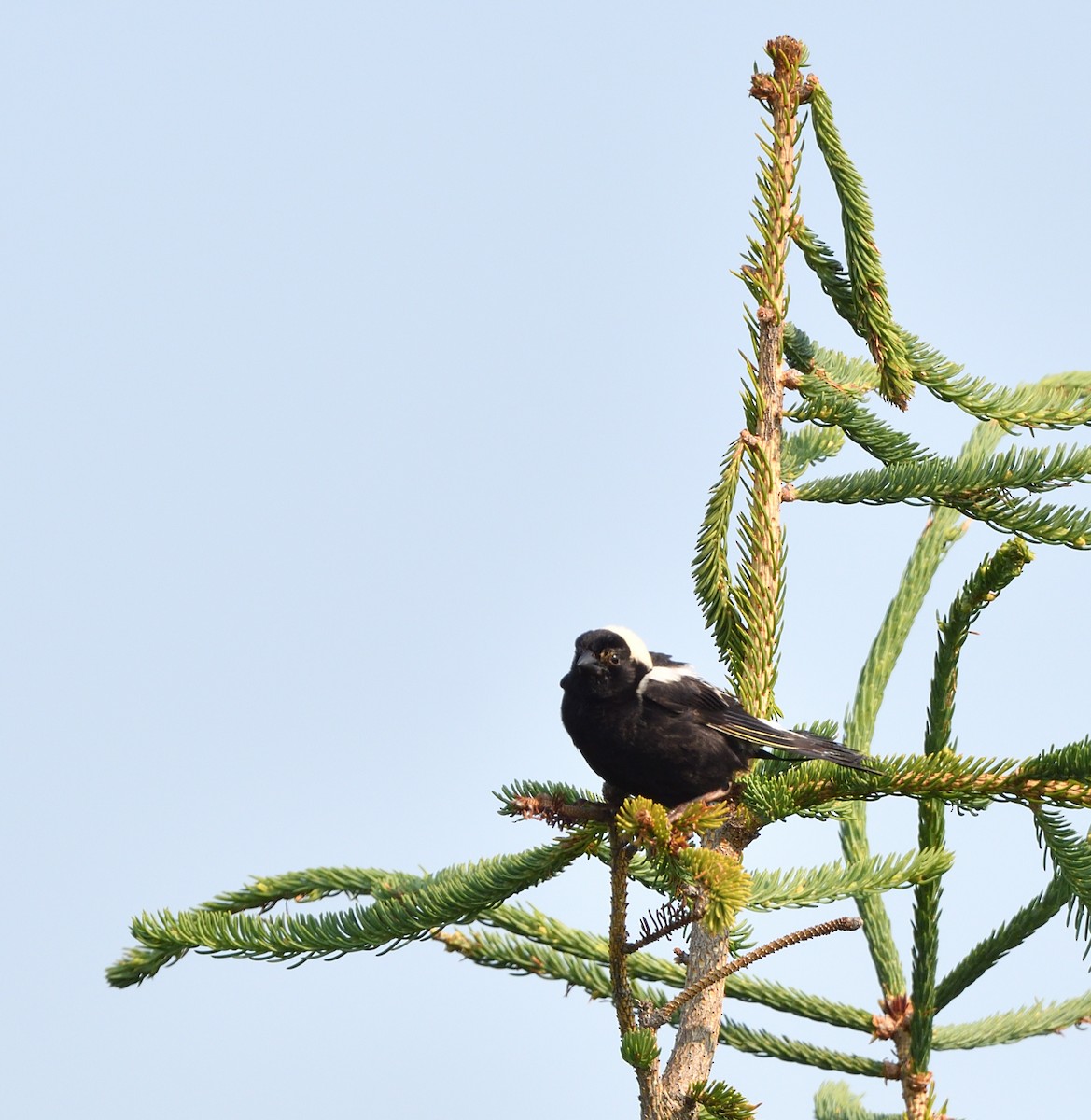 Bobolink - ML638448989