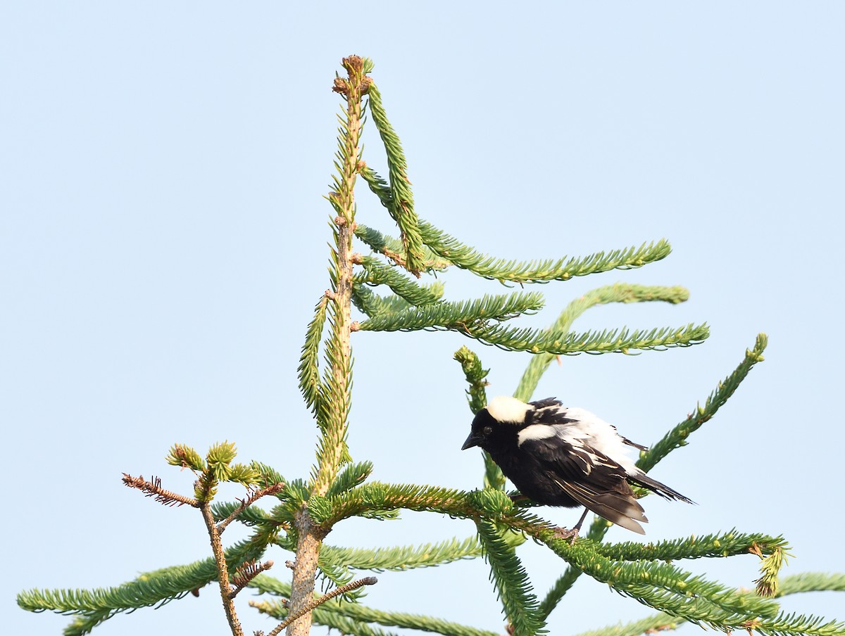Bobolink - ML638448991