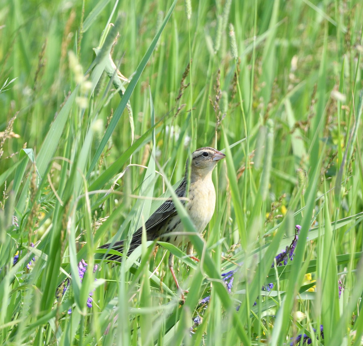 Bobolink - ML638448993