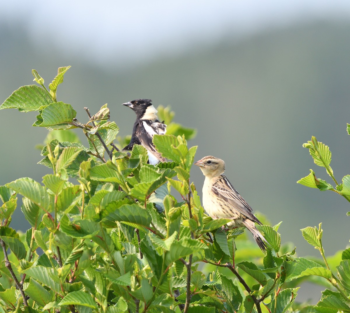 Bobolink - ML638448994