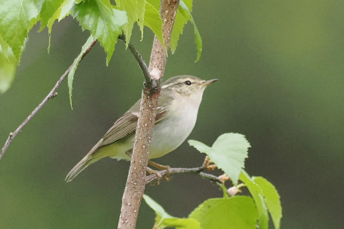 Yellow-browed Warbler - ML638449035