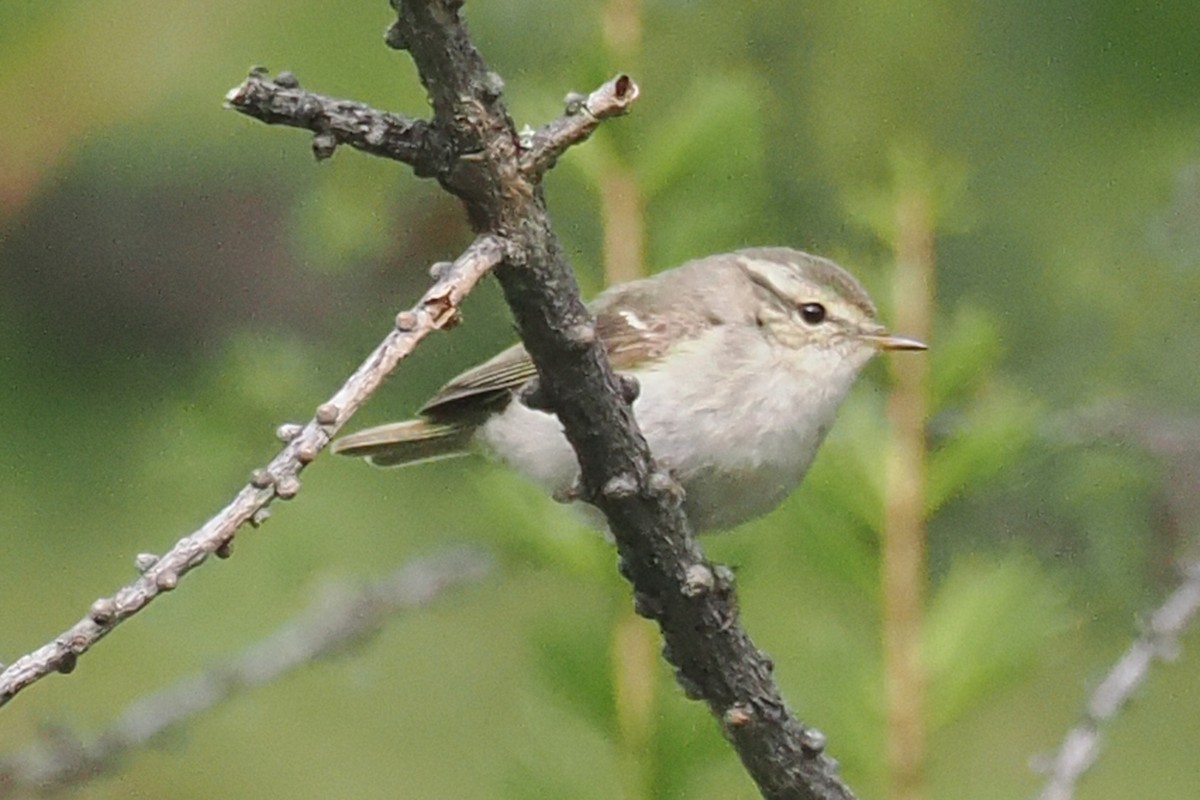 Yellow-browed Warbler - ML638449036