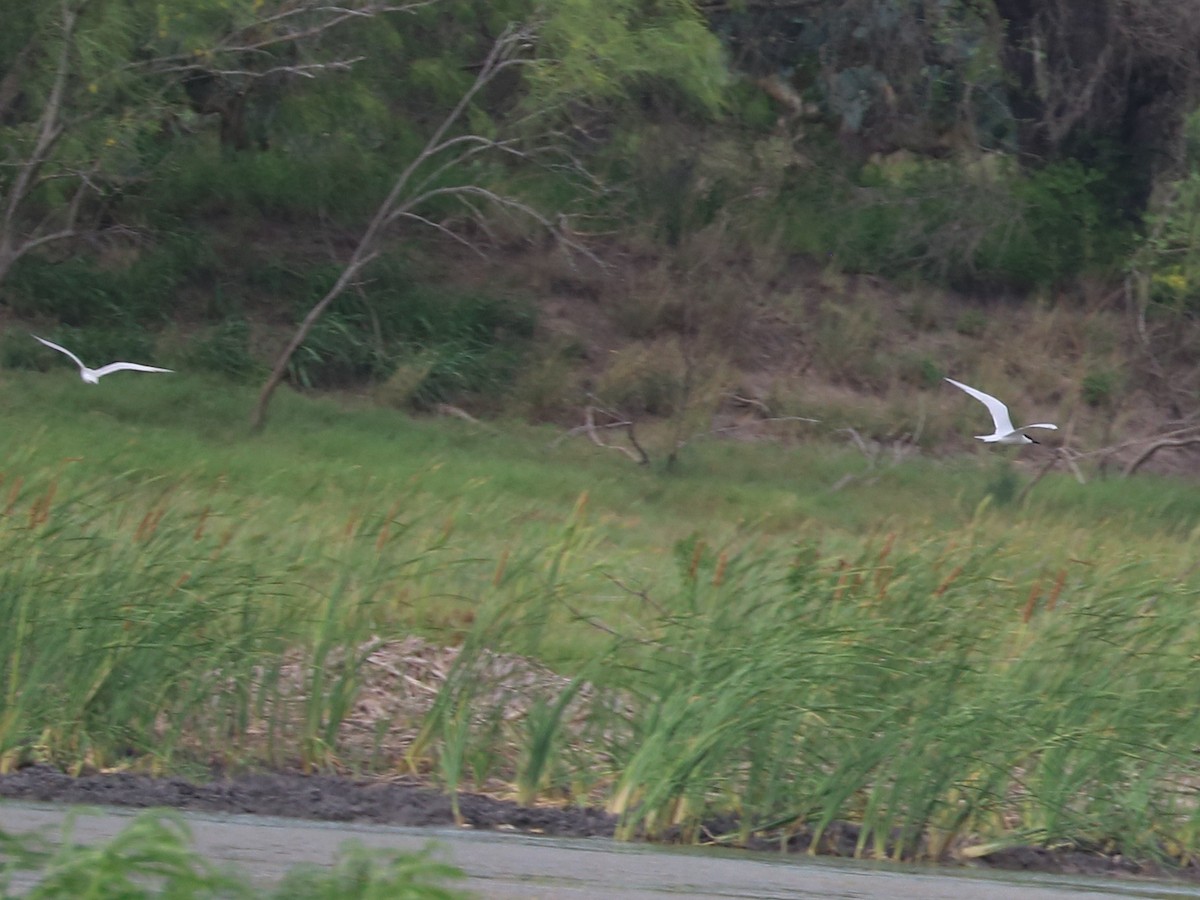 Gull-billed Tern - ML638449038