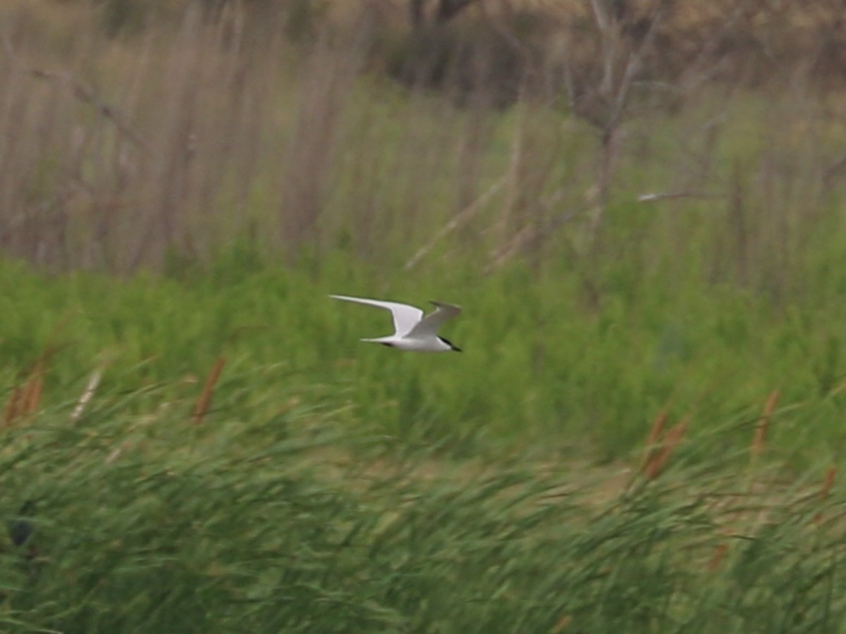 Gull-billed Tern - ML638449039