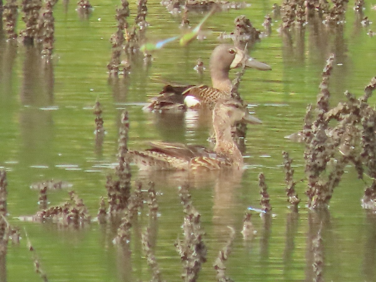 Blue-winged Teal x Northern Shoveler (hybrid) - ML638449045