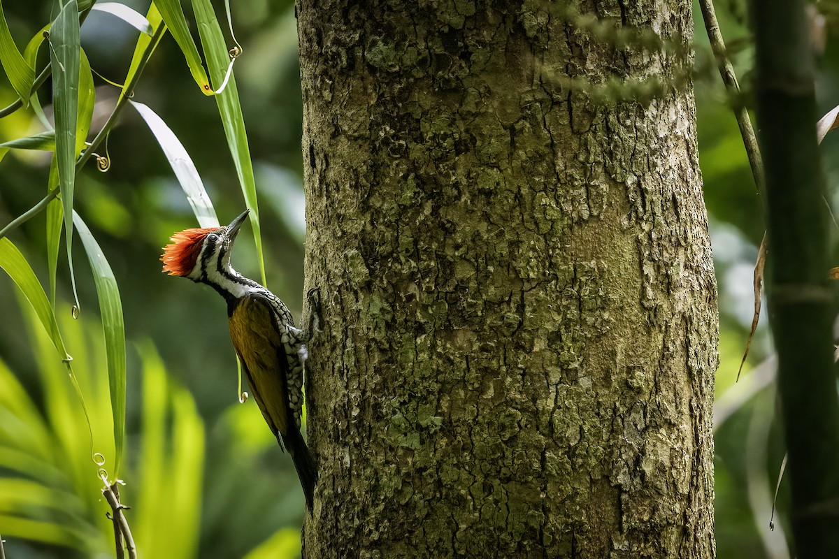 Common Flameback - ML638449116