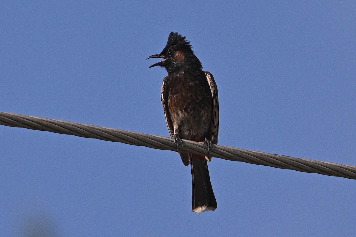 Red-vented Bulbul - ML638449119