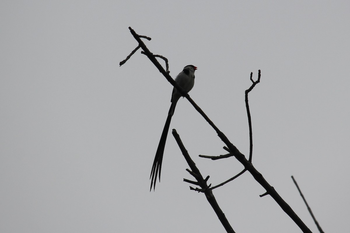 Pin-tailed Whydah - ML638449133