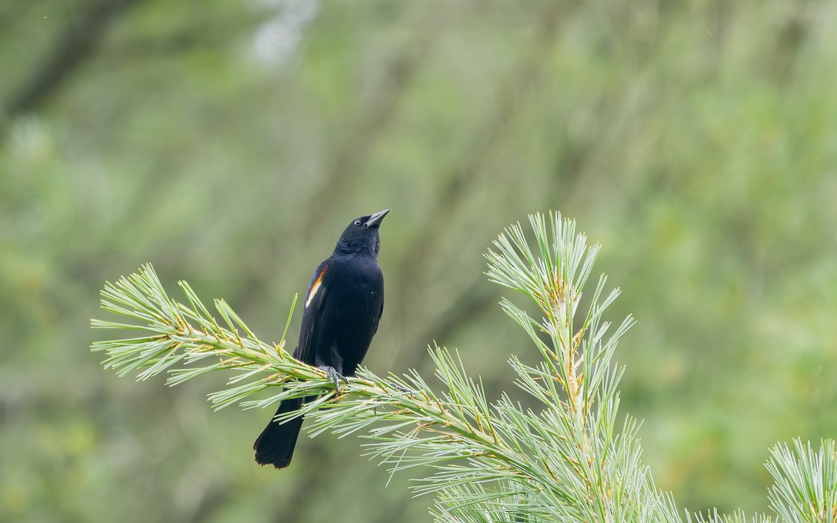 Red-winged Blackbird - ML638449134