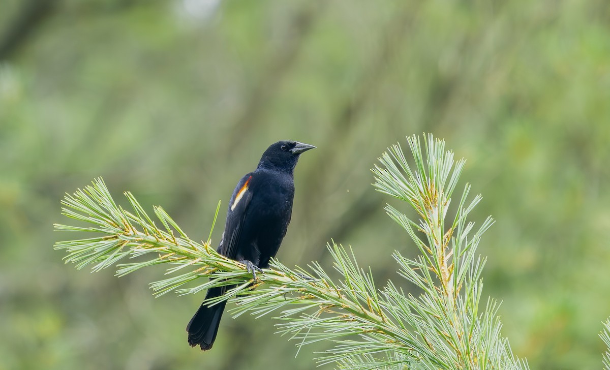 Red-winged Blackbird - ML638449135