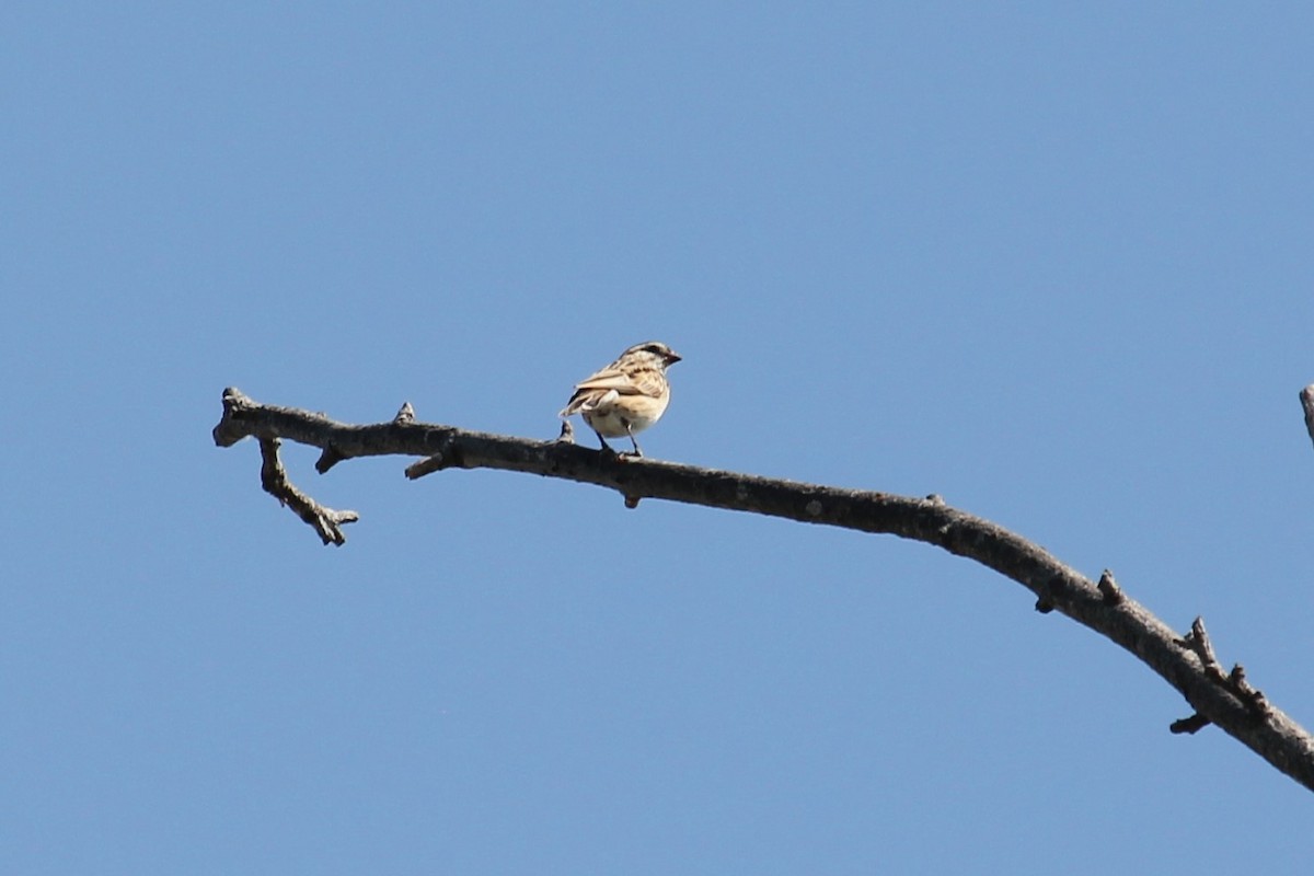 Pin-tailed Whydah - ML638449136