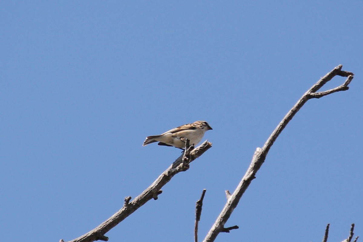 Pin-tailed Whydah - ML638449137