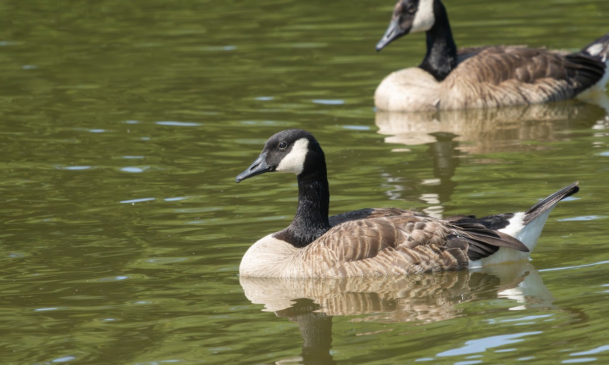Canada Goose - ML638449141