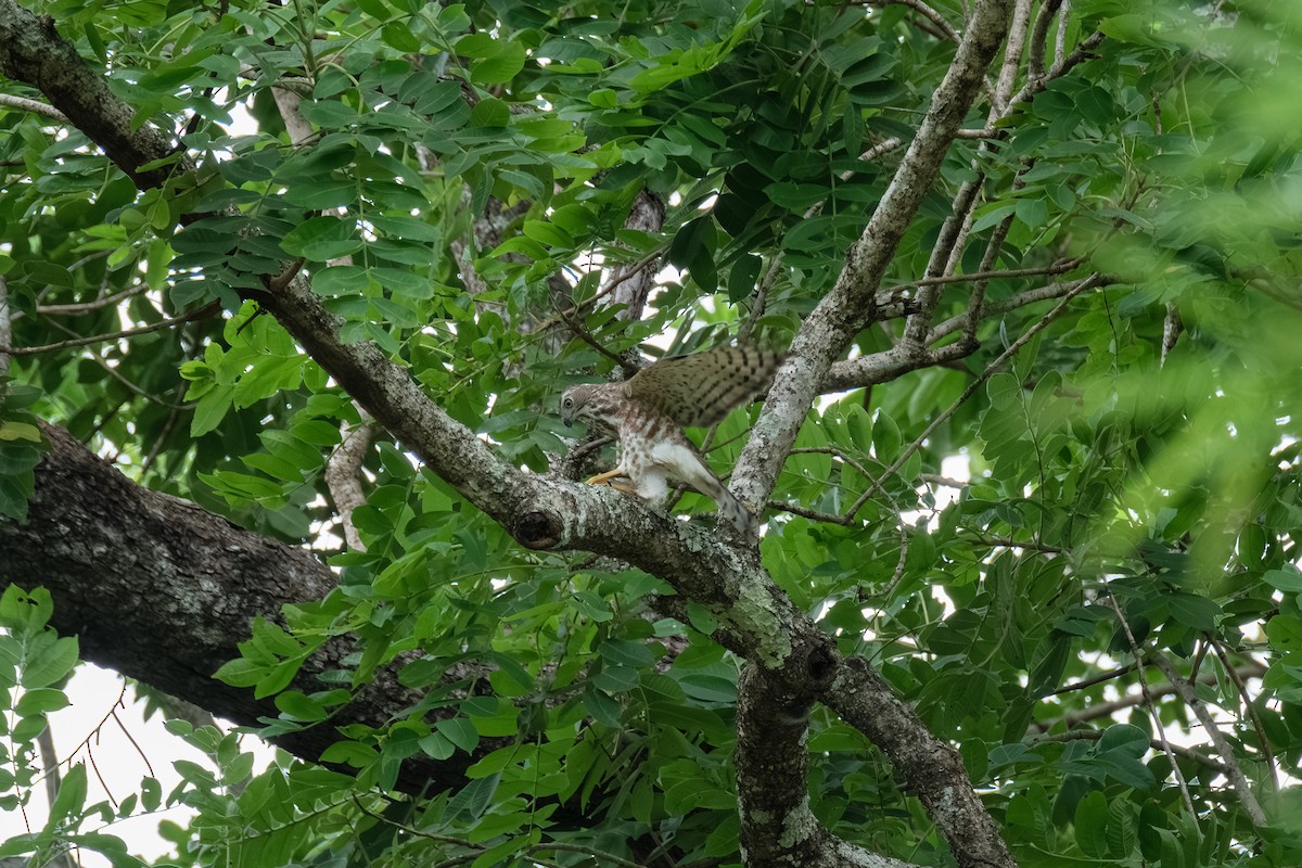 Crested Goshawk - ML638449142