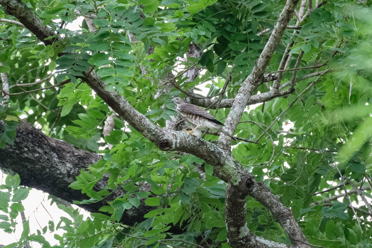 Crested Goshawk - ML638449143
