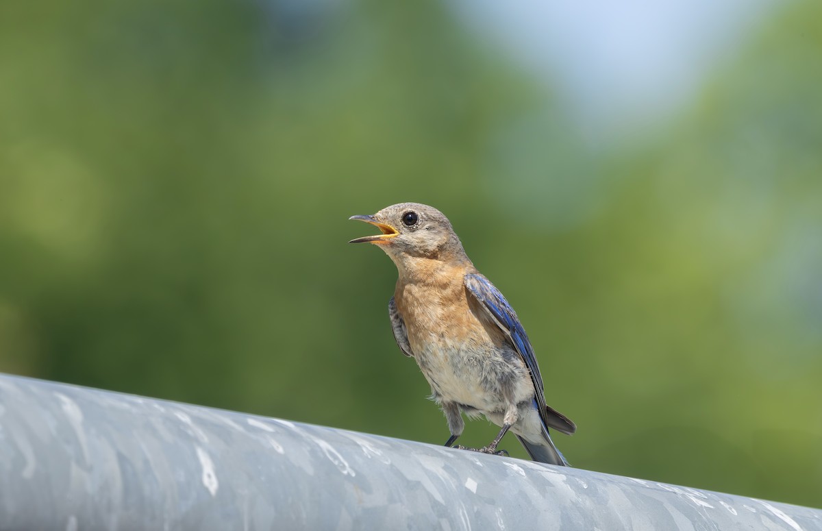 Eastern Bluebird - ML638449146