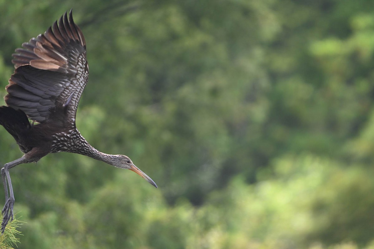 Limpkin - ML638449150