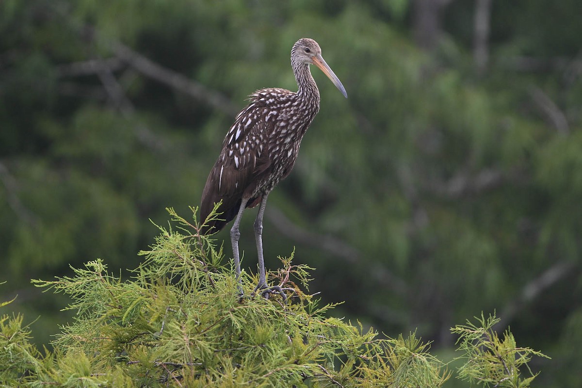 Limpkin - ML638449151