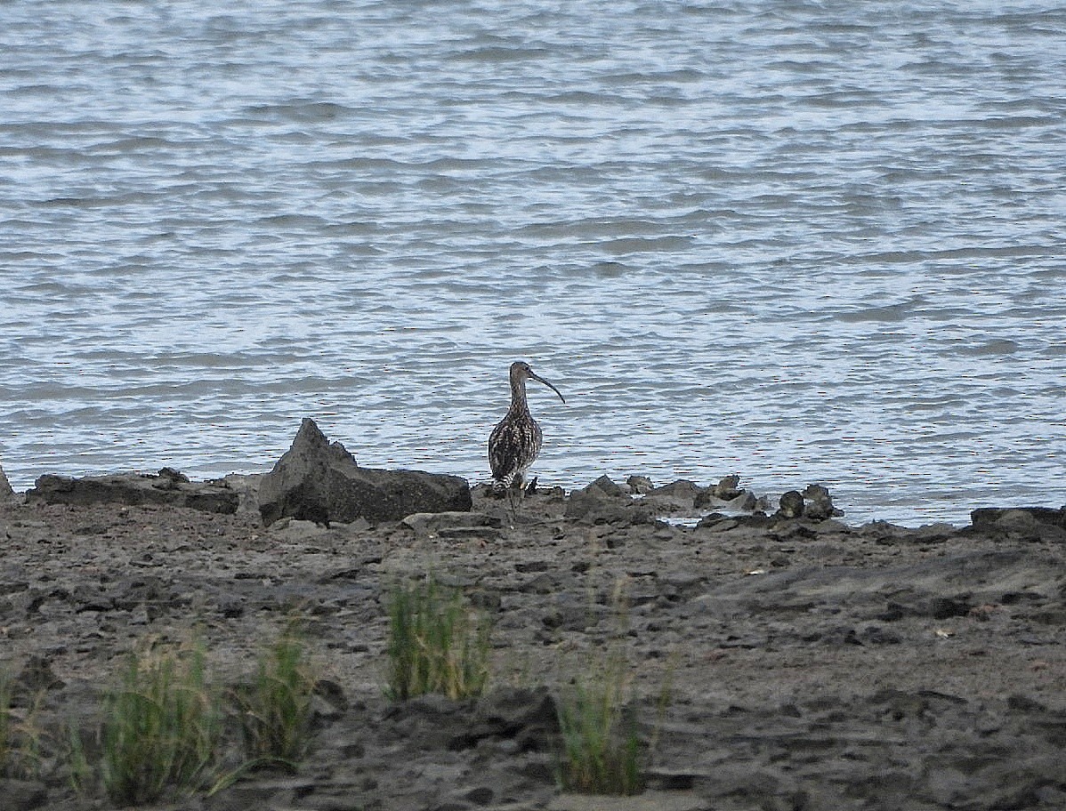 Eurasian Curlew - ML638449152