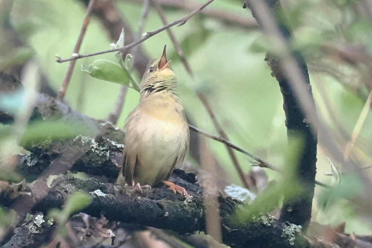 Chinese Bush Warbler - ML638449168