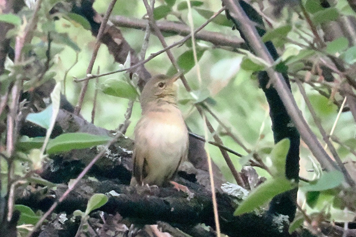 Chinese Bush Warbler - ML638449169