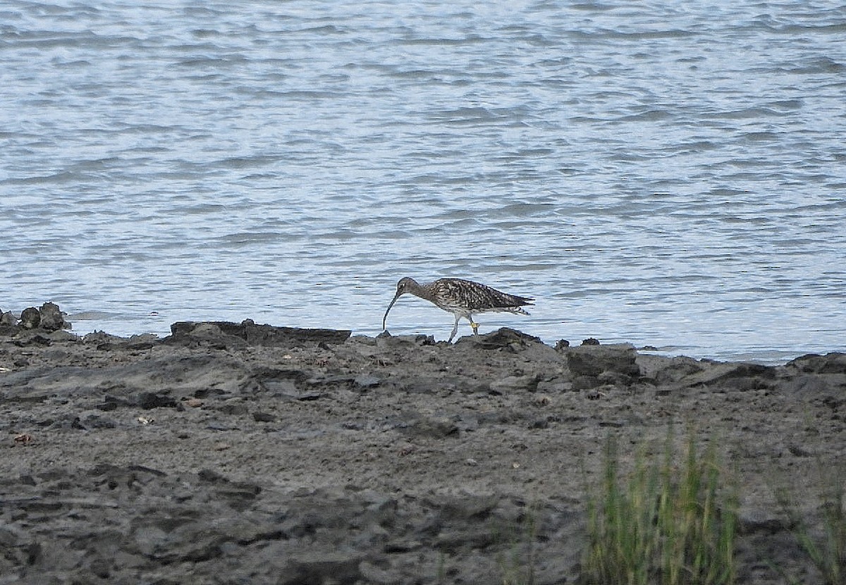 Eurasian Curlew - ML638449175