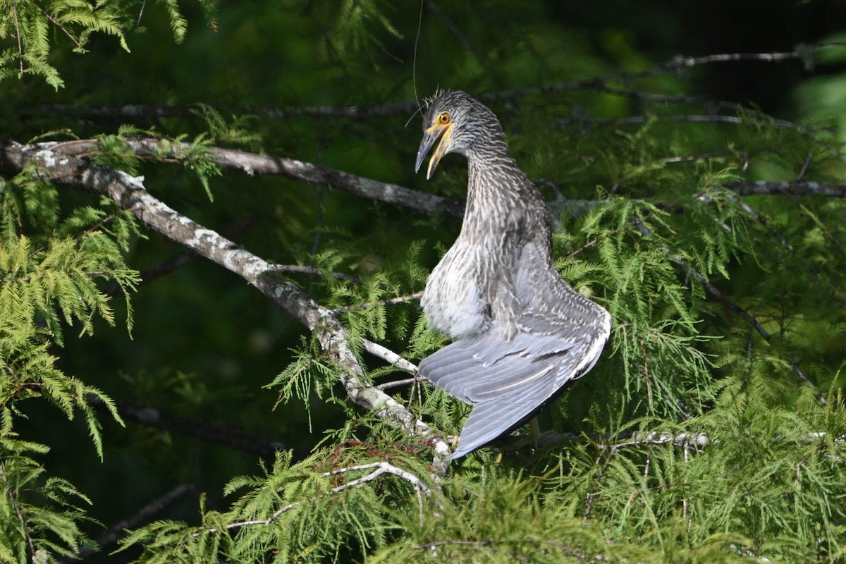 Yellow-crowned Night Heron - ML638449179