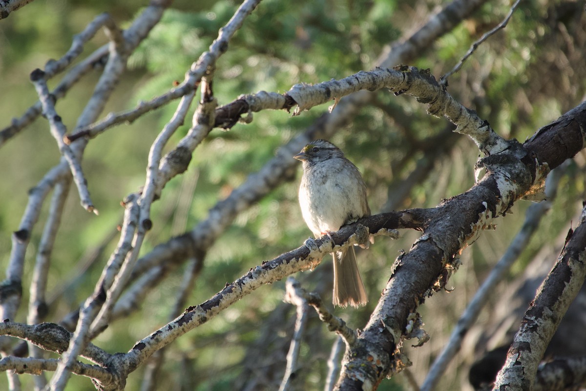 White-throated Sparrow - ML638449216