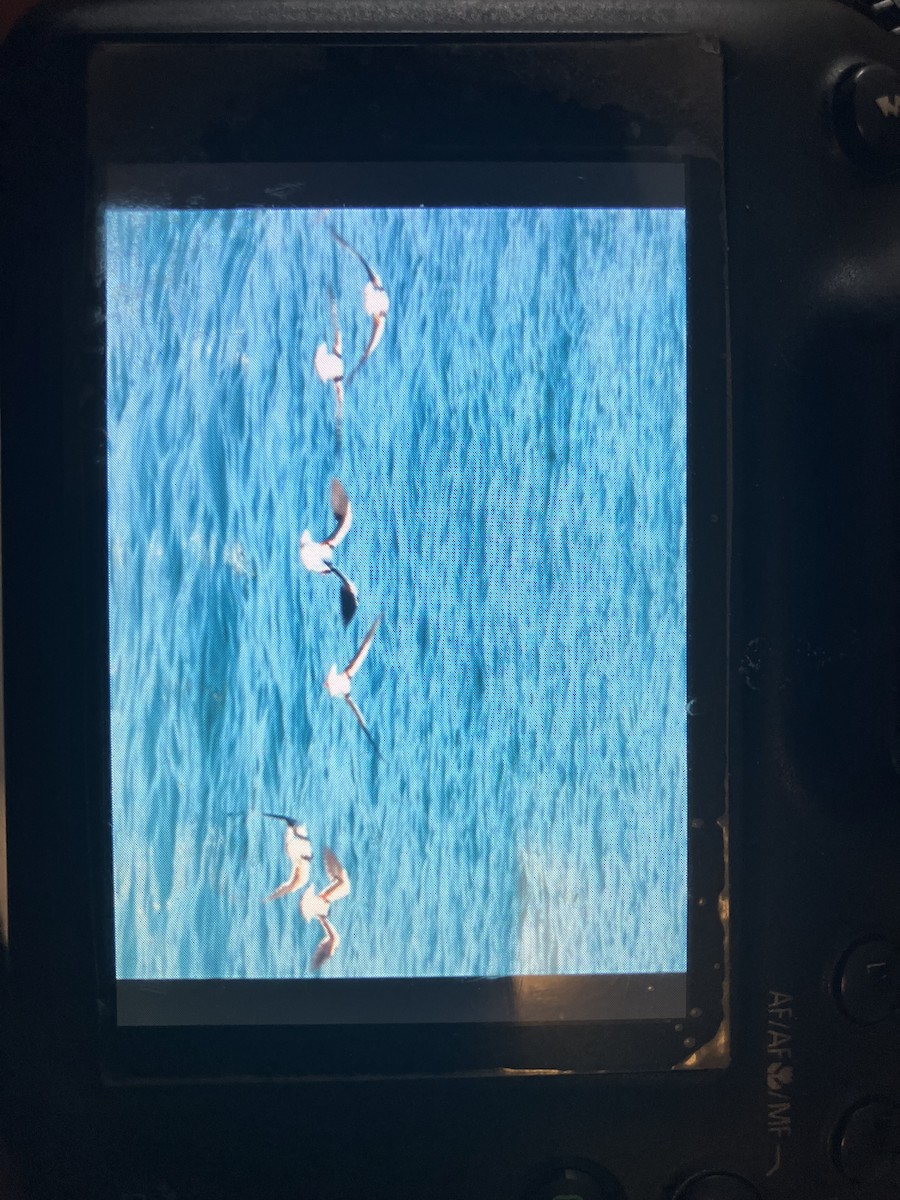 Common Shelduck - ML638449234