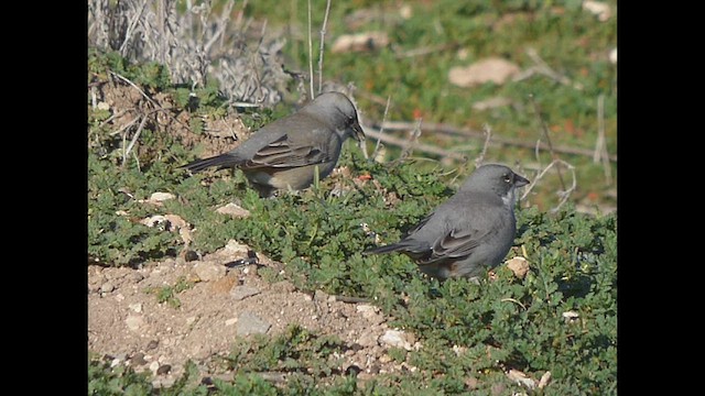 Diuca Finch - ML638449264