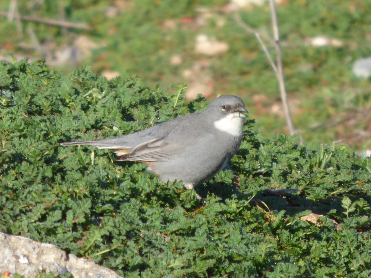 Diuca Finch - ML638449285