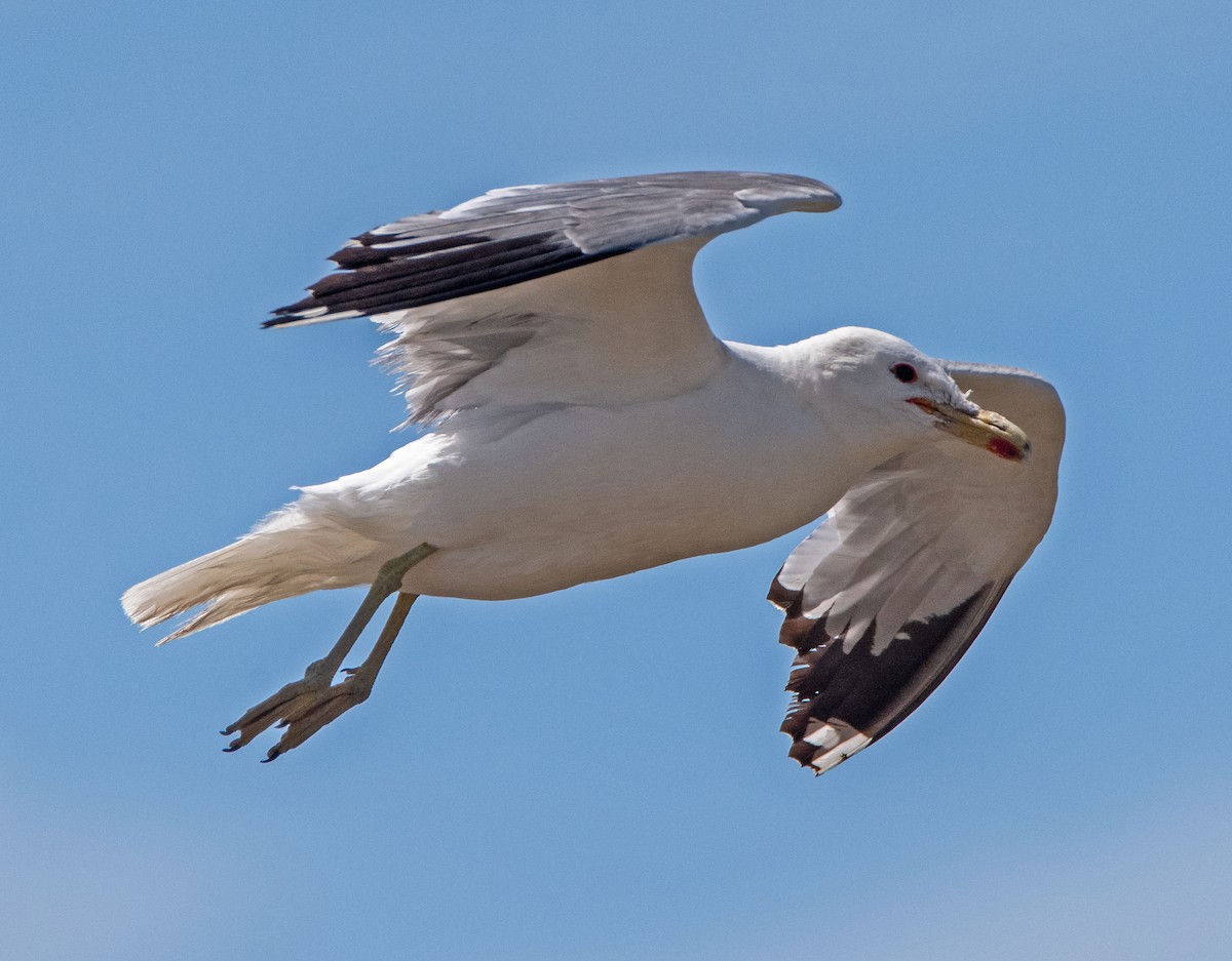 Gaviota Californiana - ML638449339