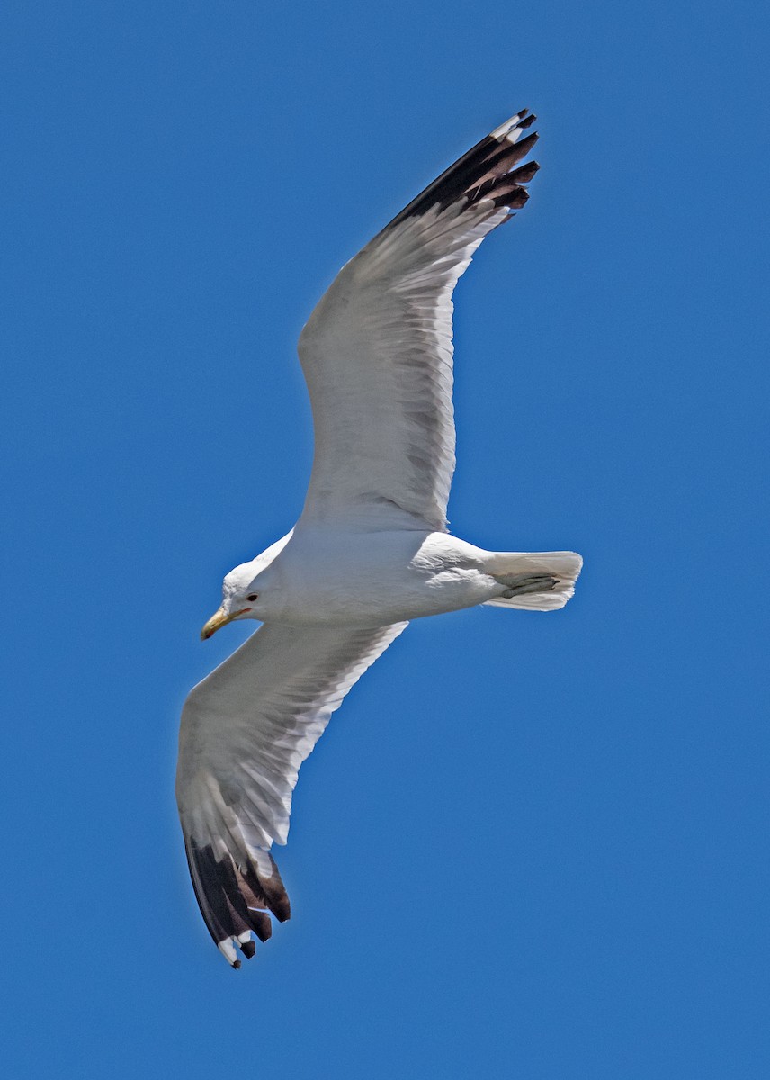 Gaviota Californiana - ML638449340