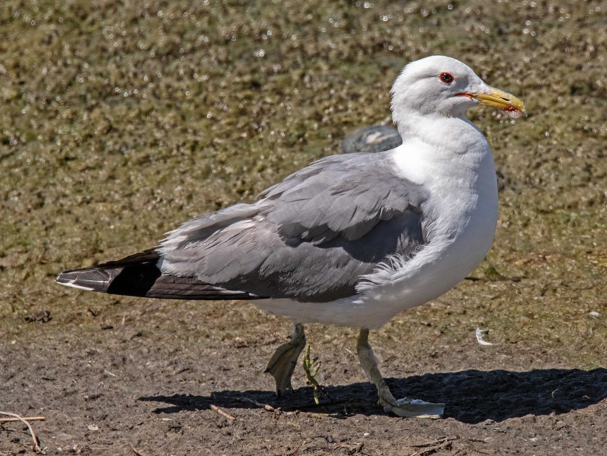 Gaviota Californiana - ML638449341