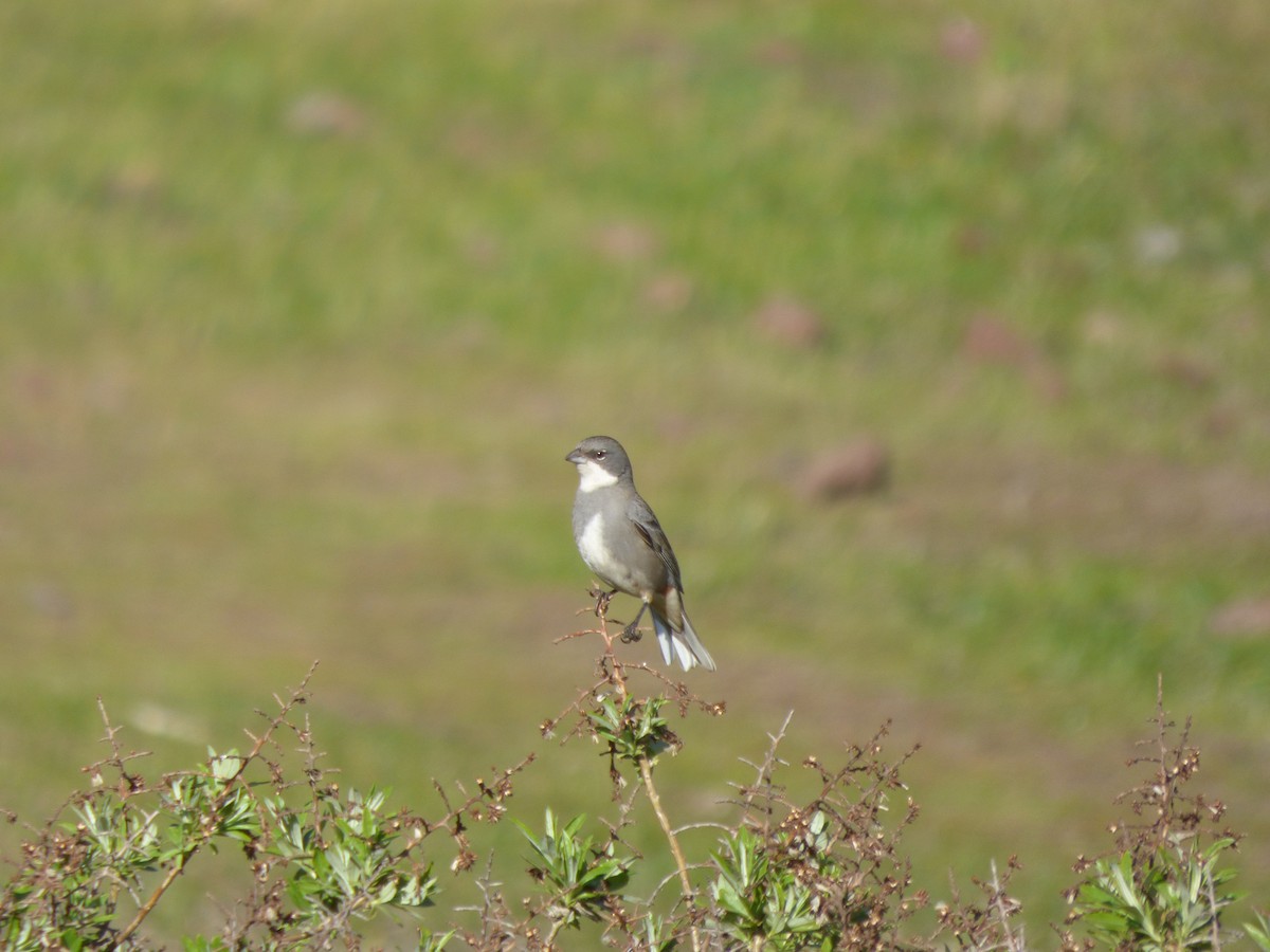 Diuca Finch - ML638449348