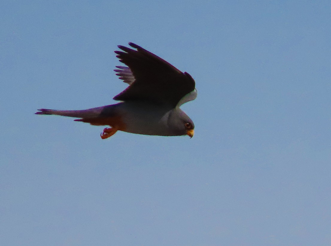 Red-footed Falcon - ML638449357