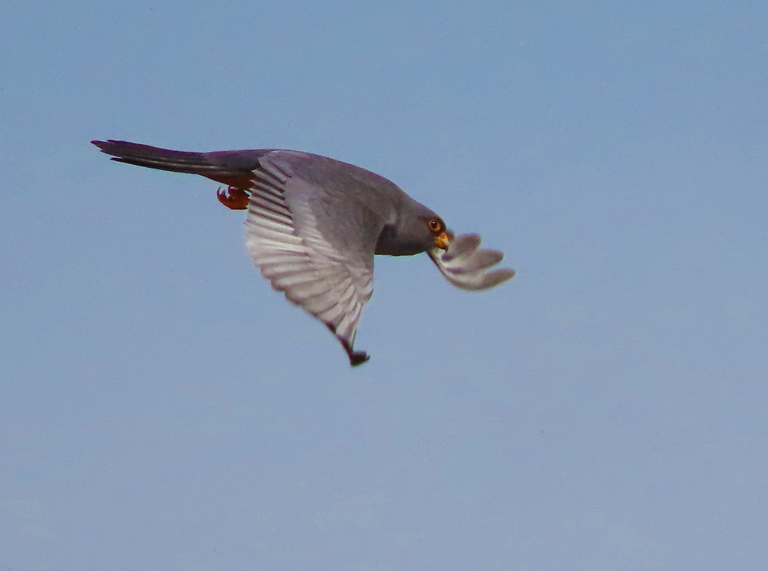 Red-footed Falcon - ML638449358