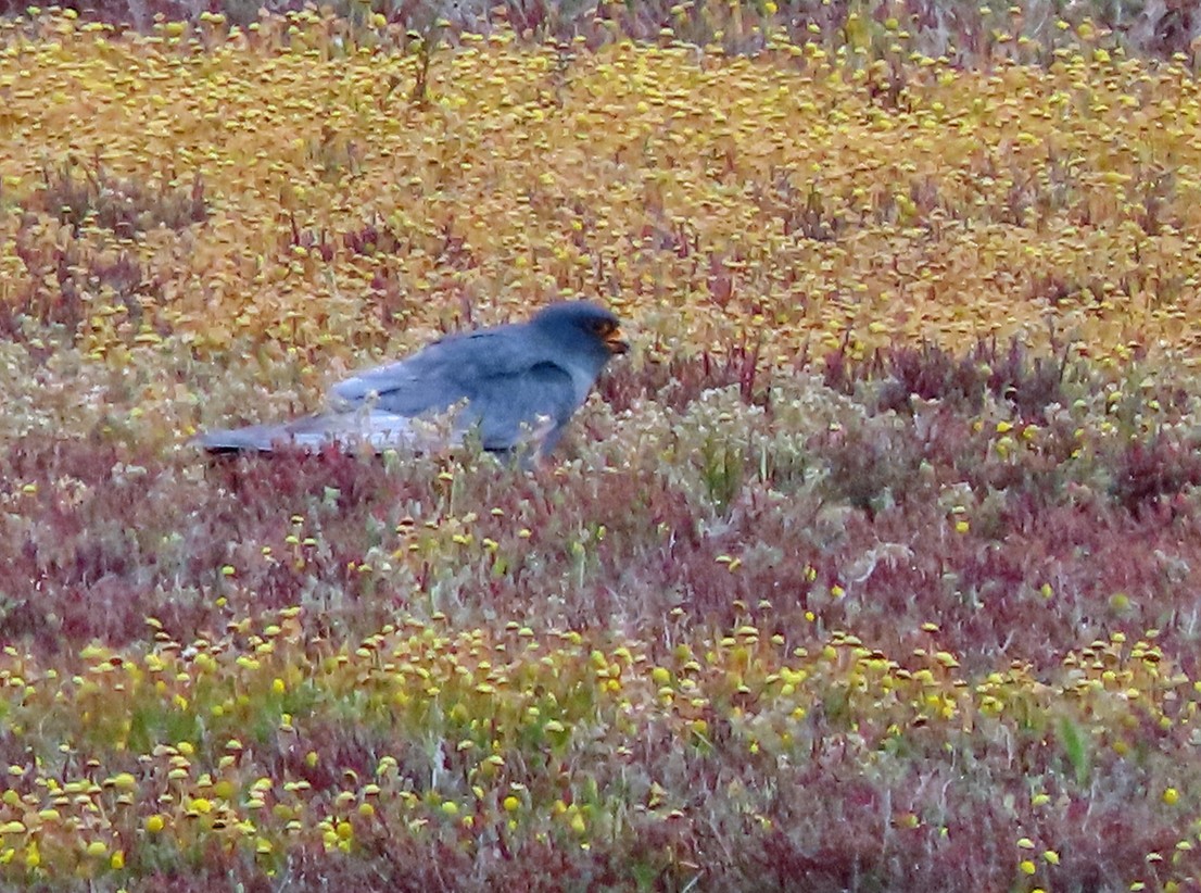 Red-footed Falcon - ML638449359