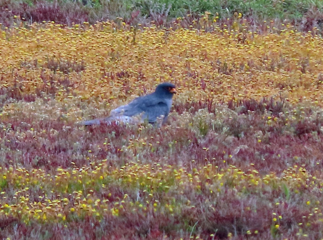 Red-footed Falcon - ML638449360