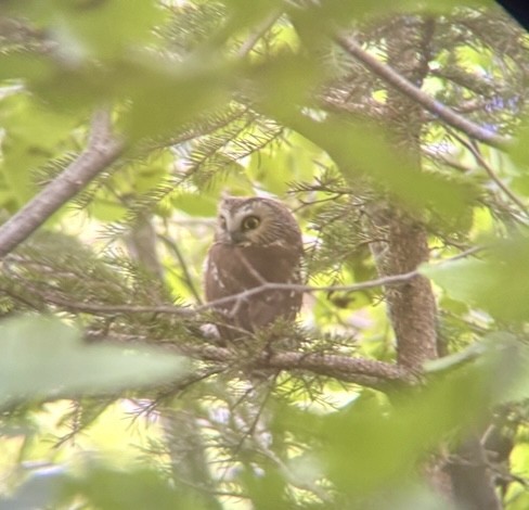 Northern Saw-whet Owl - ML638449366