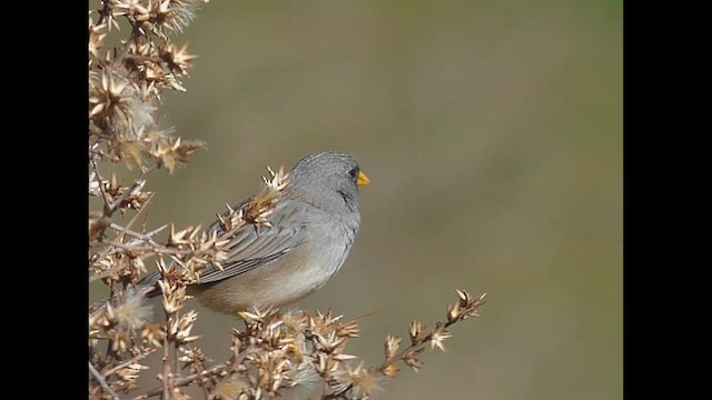 Band-tailed Sierra Finch - ML638449394