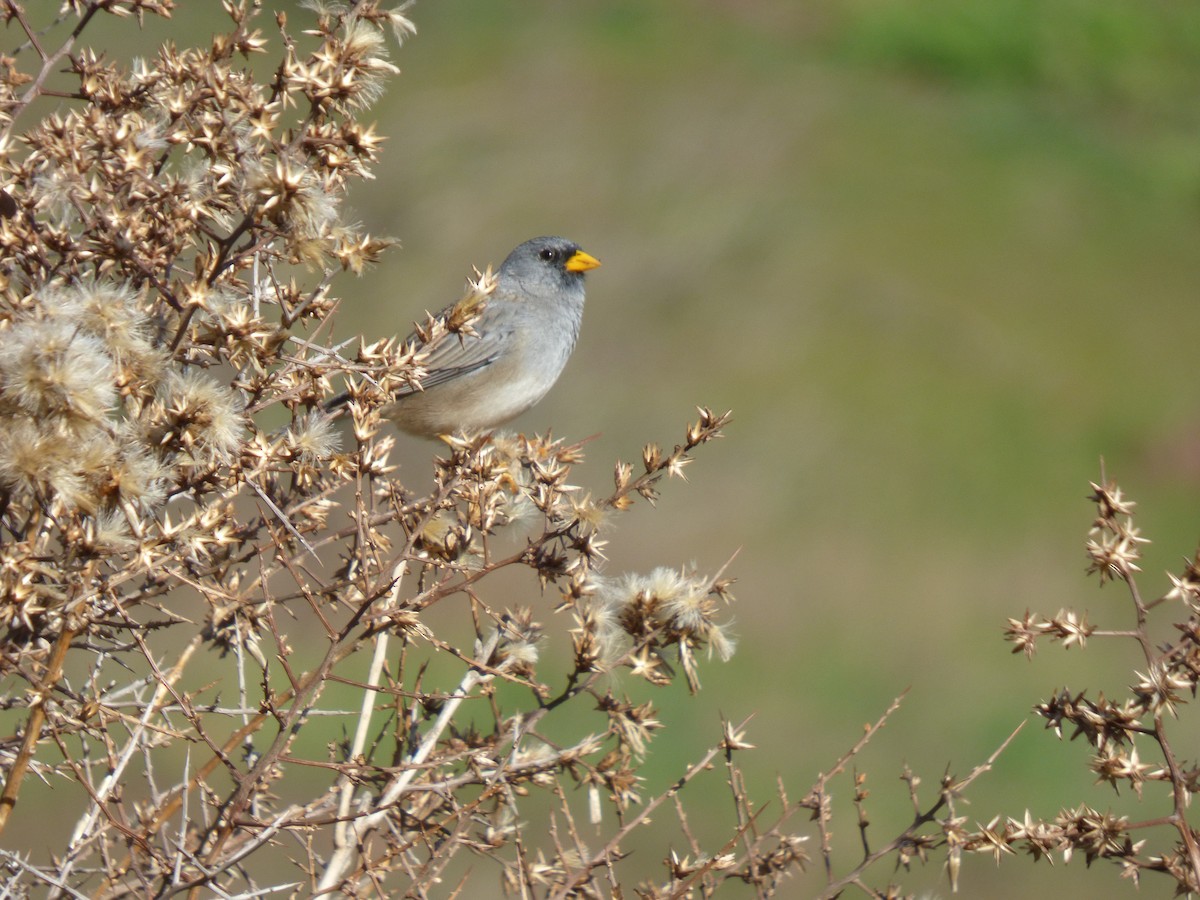 Band-tailed Sierra Finch - ML638449399