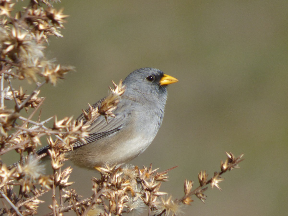Band-tailed Sierra Finch - ML638449400