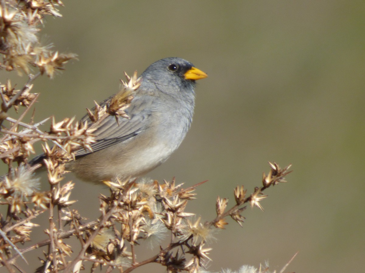 Band-tailed Sierra Finch - ML638449401