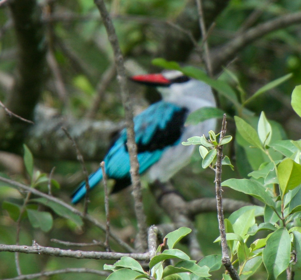 Woodland Kingfisher - ML638449412