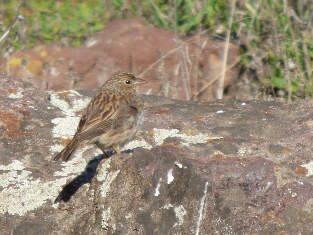 Band-tailed Sierra Finch - ML638449429