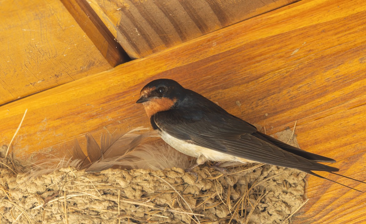 Barn Swallow - ML638449441