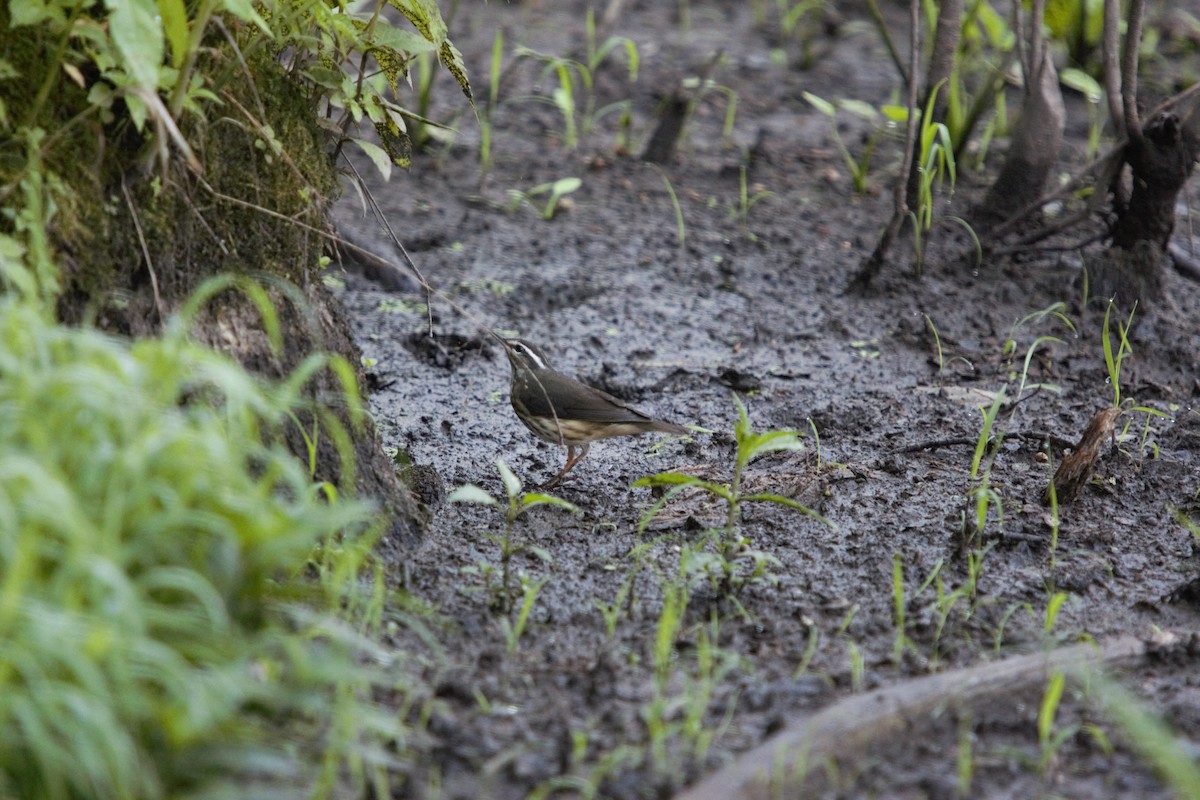 ミナミミズツグミ - ML638449452